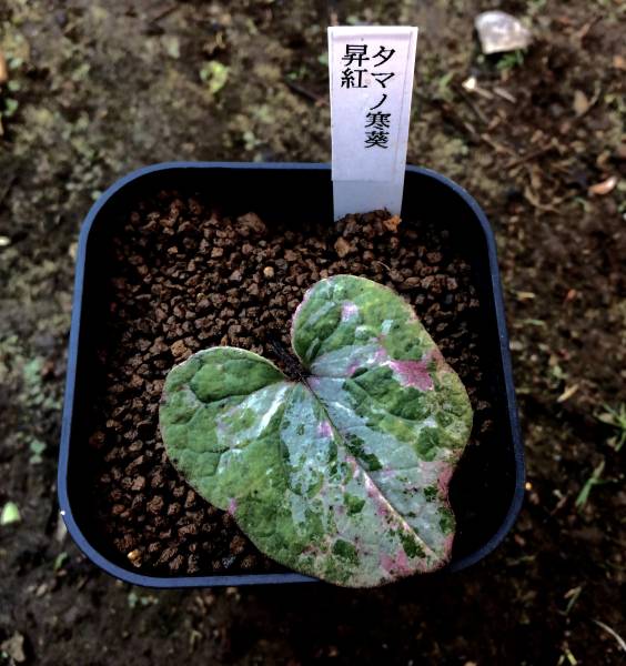 カンアオイ【タマカンアオイ昇紅】富貴蘭 春蘭 山野草 昨年秋植え替え