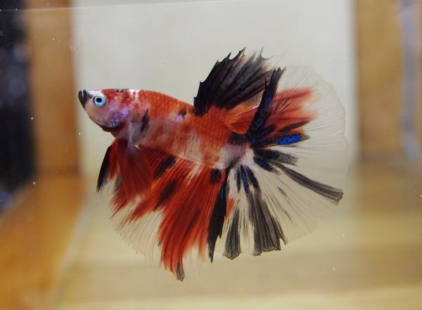 Betta オス | ショーベタ ベタ - Siamese Book Fighting fish Betta オス | ショーベタ ベタ - Siamese Book Fighting fish