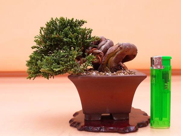 苔聖園』 ミニ真柏 5