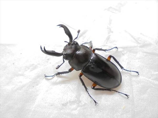 ☆ ディディエール シカ 【 ペア 】