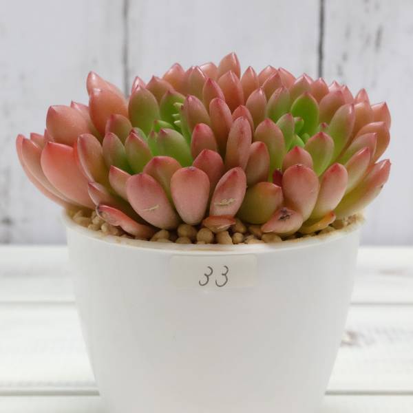 １円スタート 多肉植物 33 セデベリア Sedeveria Pink Rubby ピンクルビー 輸入苗 Tanikugarden サボテン 売買されたオークション情報 Yahooの商品情報をアーカイブ公開 オークファン Aucfan Com