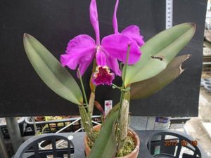 C. lueddemanniana lueddemannianaのYahoo!オークション(旧ヤフオク