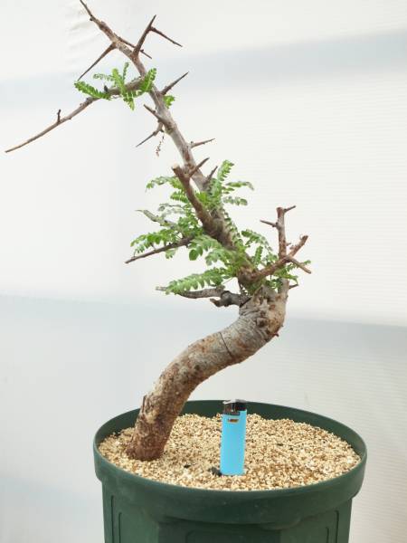 発根済Boswellia 大株 Boswellia neglecta ボスウェリア 発根済Boswellia 大株 Boswellia neglecta ボスウェリア