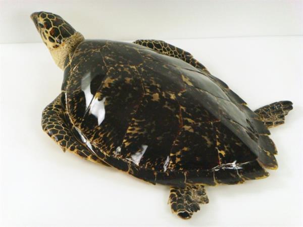 海亀 剥製 べっ甲 壁掛け ウミガメ 全長約75cm はく製 その他 売買されたオークション情報 Yahooの商品情報をアーカイブ公開 オークファン Aucfan Com