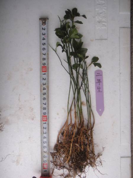 ★カラタチ苗★2年生10 苗送料280円