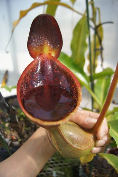 食虫植物ネペンテス N.lowii Bk.Mum G.Kinabalu (Big pitcher