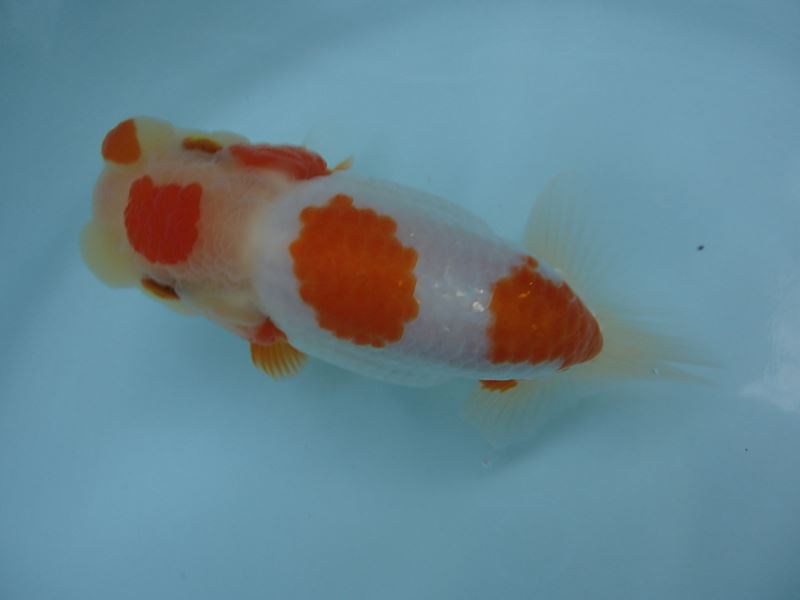 【KRY】らんちゅうNo.1　当歳　メスタイプ　11.5cm　四つ尾　