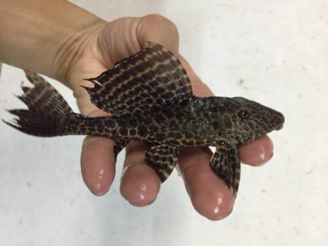 大き目のマーブルセルフィンプレコ １５ｃｍ 熱帯魚 コケ取り屋さん プレコ 売買されたオークション情報 Yahooの商品情報をアーカイブ公開 オークファン Aucfan Com