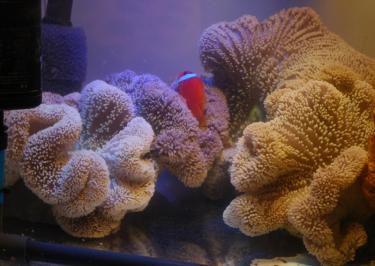 初心者ok ハタゴイソギンチャク飼育しませんか 数量限定 再販不可 3弾 海水魚 売買されたオークション情報 Yahooの商品情報をアーカイブ公開 オークファン Aucfan Com