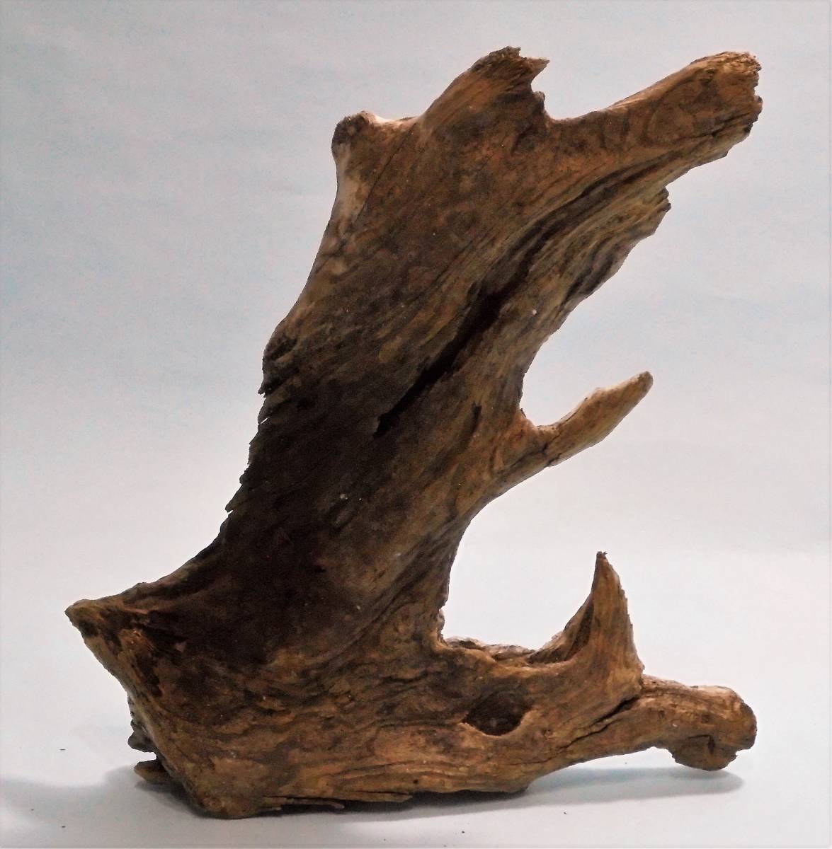 流木（アクアリウム用）0907-11　マングローブ