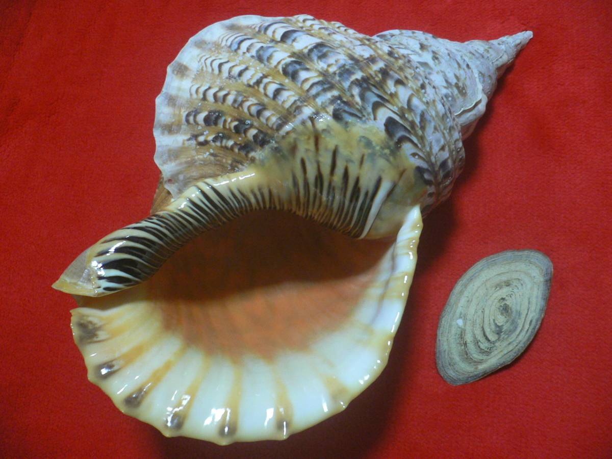 ☆沖縄の法螺貝☆ほら貝☆ホラガイ☆45.5cm・1590g☆蓋付き