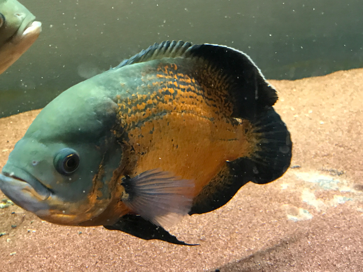 オスカーとは！特徴から飼育方法・種類・混泳について解説します｜東京 25