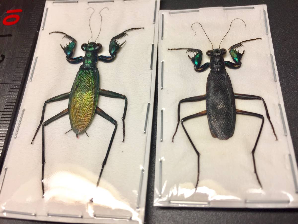 標本 ケンランカマキリ ペア Metallycus splendidus 【公式通販】