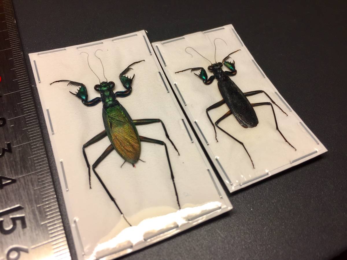 標本 ケンランカマキリ ペア Metallycus splendidus 【公式通販】