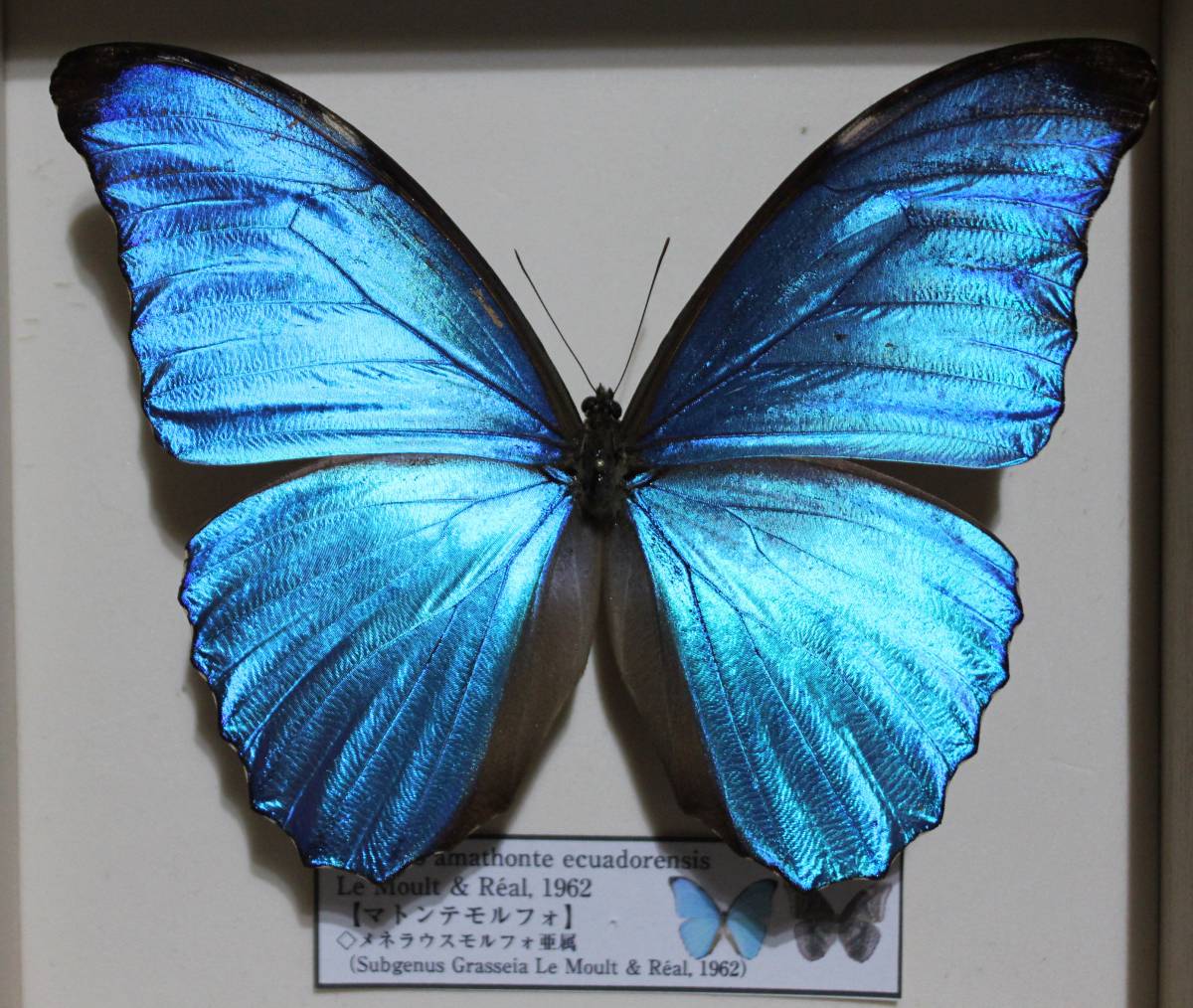 r166508855.1