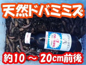 ドバミミズのYahoo!オークション(旧ヤフオク!)の相場・価格を見る