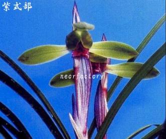 ★★★《 日本春蘭 》★紫式部（赤ベタ舌）★上３條