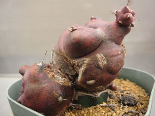 ～PICO庵～298　ギムノカリキウム属　緋牡丹モンスト