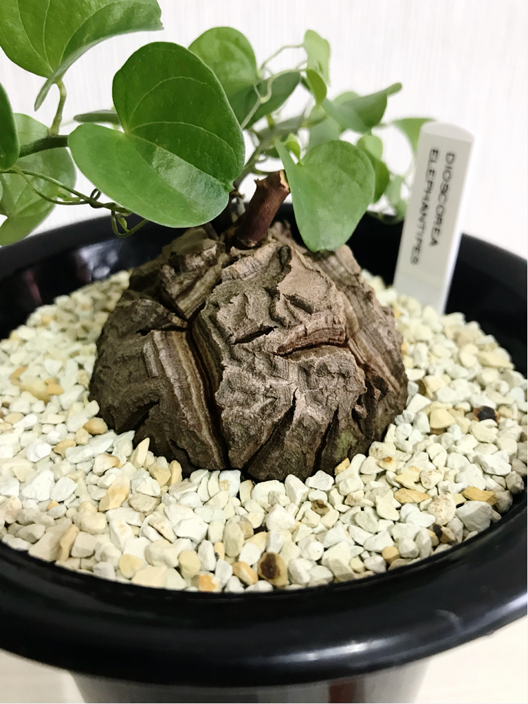 アフリカ亀甲竜 亀甲竜 ディオスコレア 完全発根済 塊根植物 アフリカ亀甲竜 亀甲竜 ディオスコレア 完全発根済 塊根植物