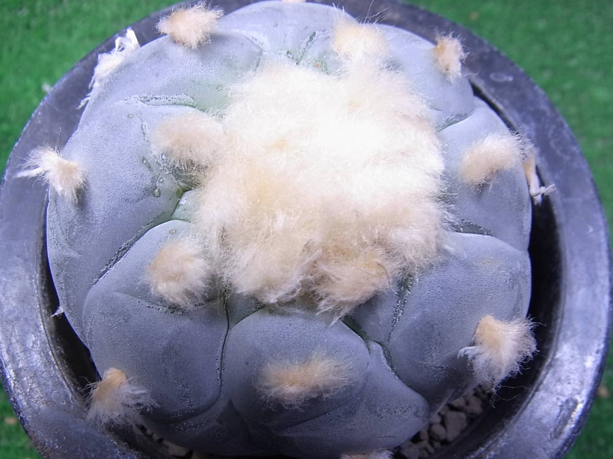 ☆サボテン☆ 大疣銀冠玉特良実生選抜 観葉植物 花、園芸 【公式通販】