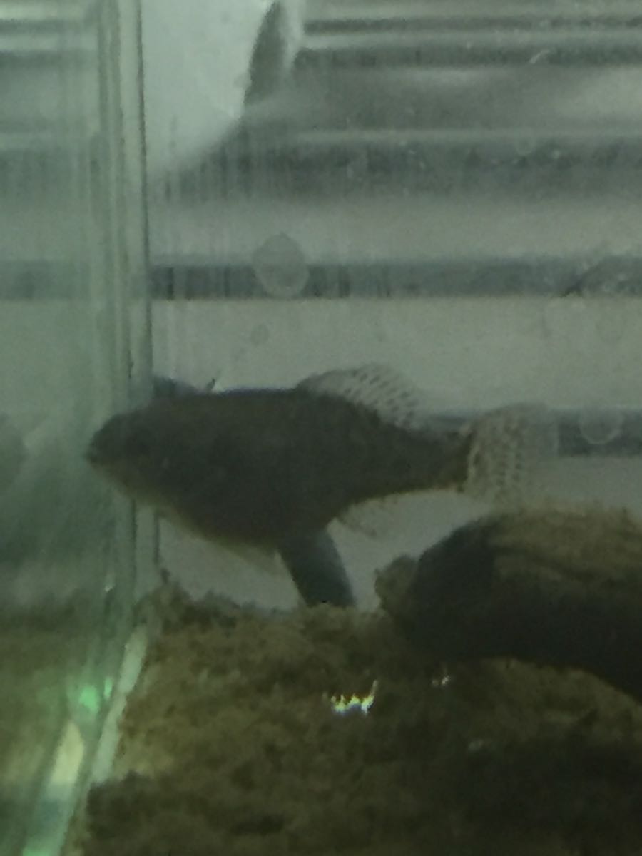 無加温レア魚 2ペア ピグミーサンフィッシュ エバーグラディー 淡水魚 売買されたオークション情報 Yahooの商品情報をアーカイブ公開 オークファン Aucfan Com