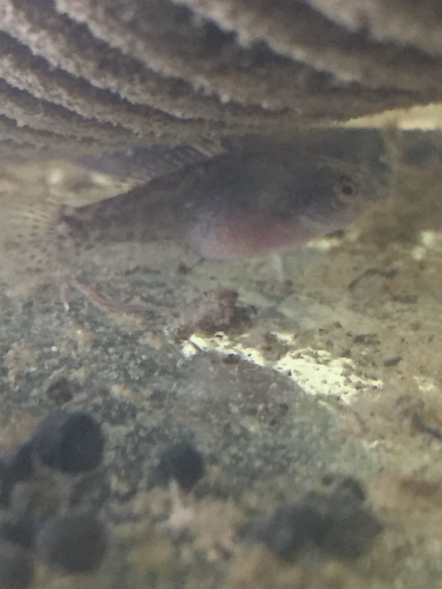 無加温レア魚 2ペア ピグミーサンフィッシュ エバーグラディー 淡水魚 売買されたオークション情報 Yahooの商品情報をアーカイブ公開 オークファン Aucfan Com