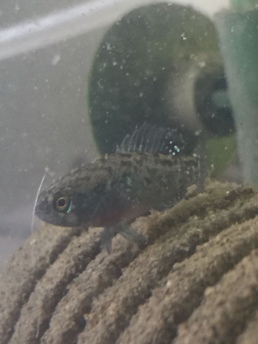 無加温レア魚 2ペア ピグミーサンフィッシュ エバーグラディー 淡水魚 売買されたオークション情報 Yahooの商品情報をアーカイブ公開 オークファン Aucfan Com