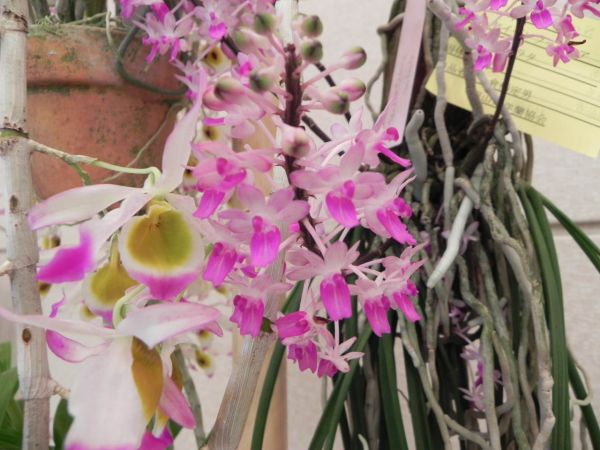 ★★洋蘭★★ Seidenfadenia. mitrata