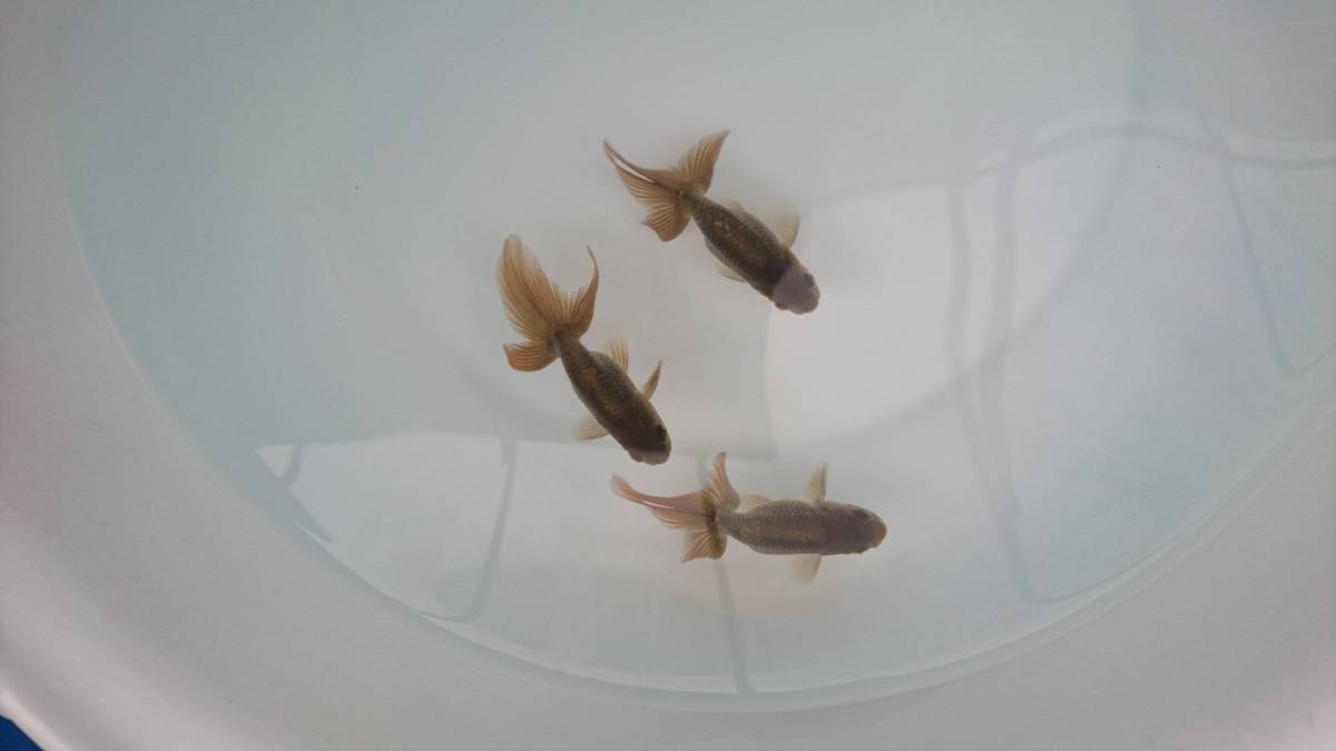 三輪津軽錦　　１軍池から 当歳魚黒　3匹大