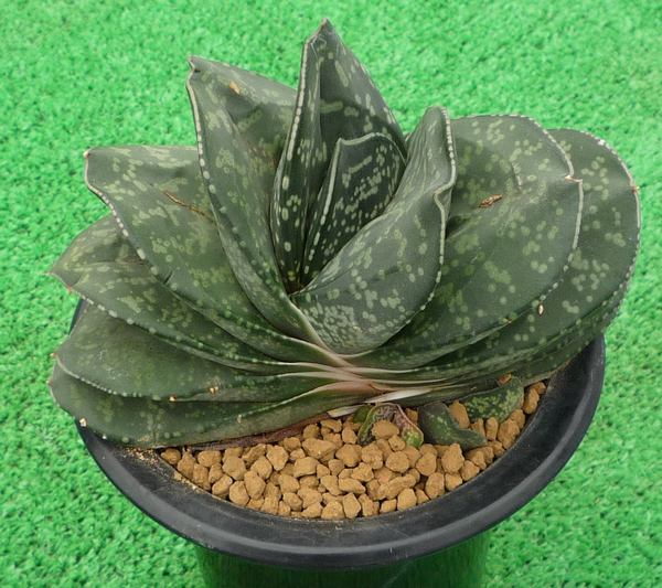 サボテン、多肉植物　恐竜-48