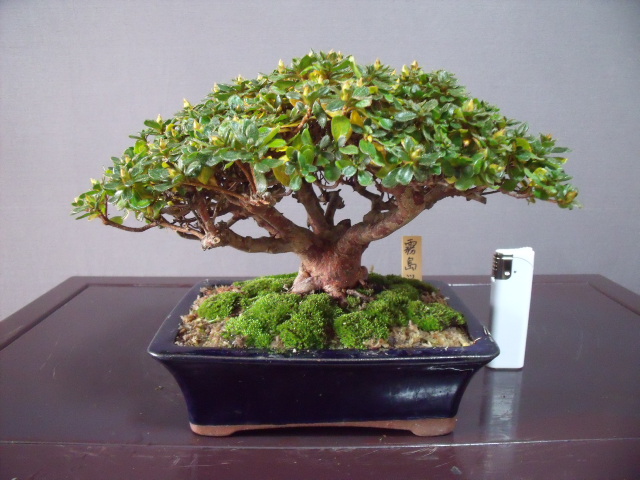 ☆さつき倶楽部☆　皐月　最高給盆栽　小品　『　霧　島　』