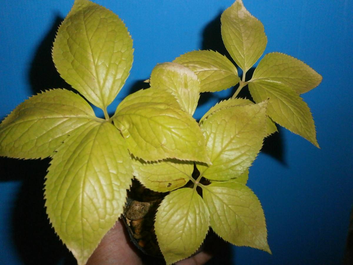 山野草 斑入り ヒトリシズカ 一人静 鉢植え 売買されたオークション情報 Yahooの商品情報をアーカイブ公開 オークファン Aucfan Com