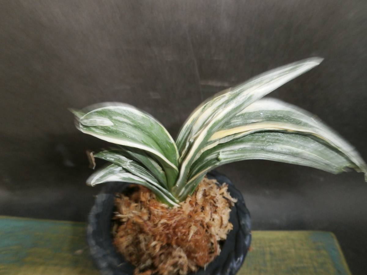 山野草 ☆ オモト、万年青． ☆ 漁火， 7葉。 花、園芸 鉢植え 【公式