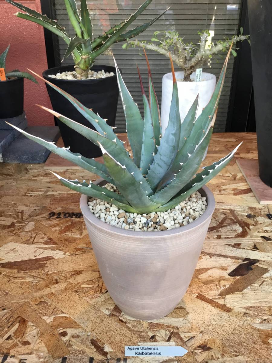 送料無料 Agave 'Blue Glow' アガベ ブルーグロー 第四種 抜き苗 綺麗