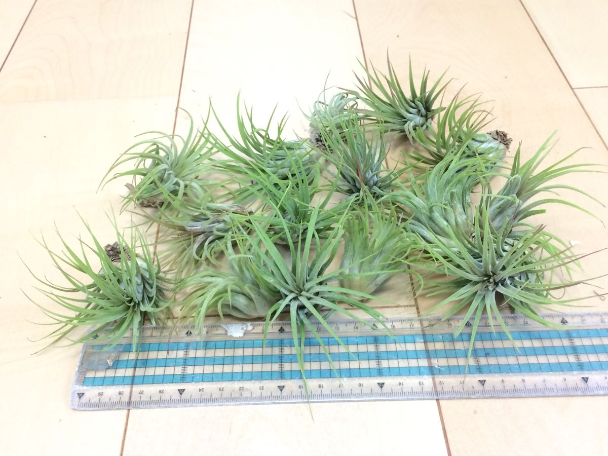 ☆チランジア・イオナンタ・ルブラ15株セット