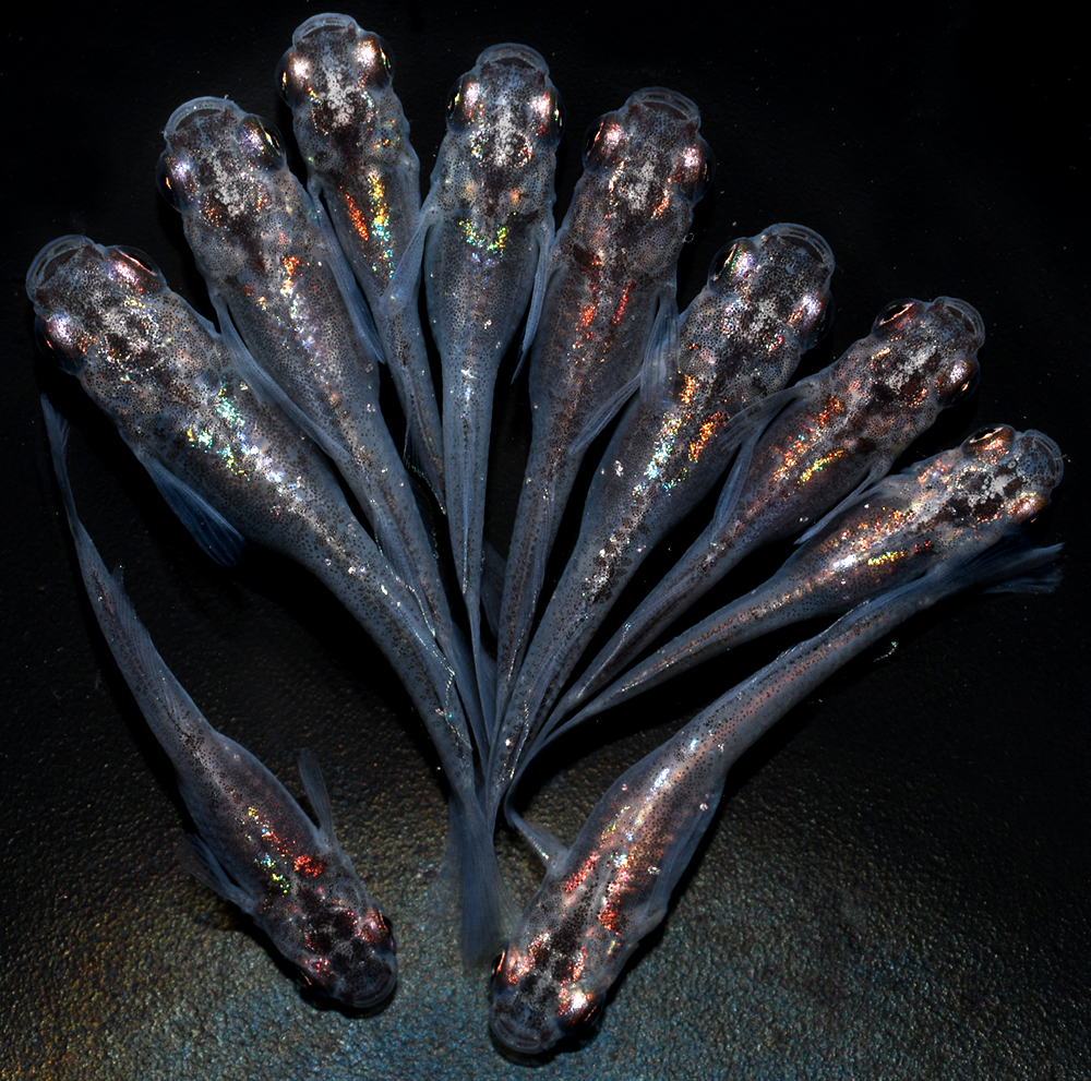 【丸玄】　魔王・改　10匹　R８