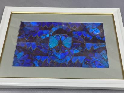 値下げしました！超希少！驚くほど綺麗！ブラジル ブルーモルフォ蝶画