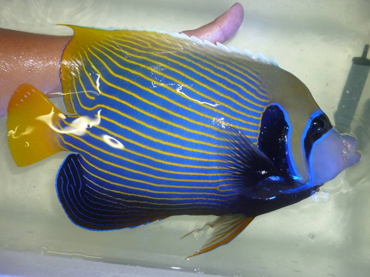 特大～２０ＣＭ前後　タテジマキンチャクダイ　