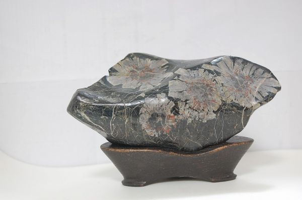 ☆菊花石 鑑賞用木製台座付き 岐阜根尾産 重さ1219g 鑑賞石