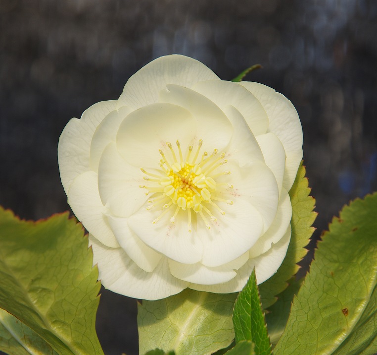 特丸弁咲き　彩の国　 開花株485　ddホワイトゴールド　　クリスマスローズ