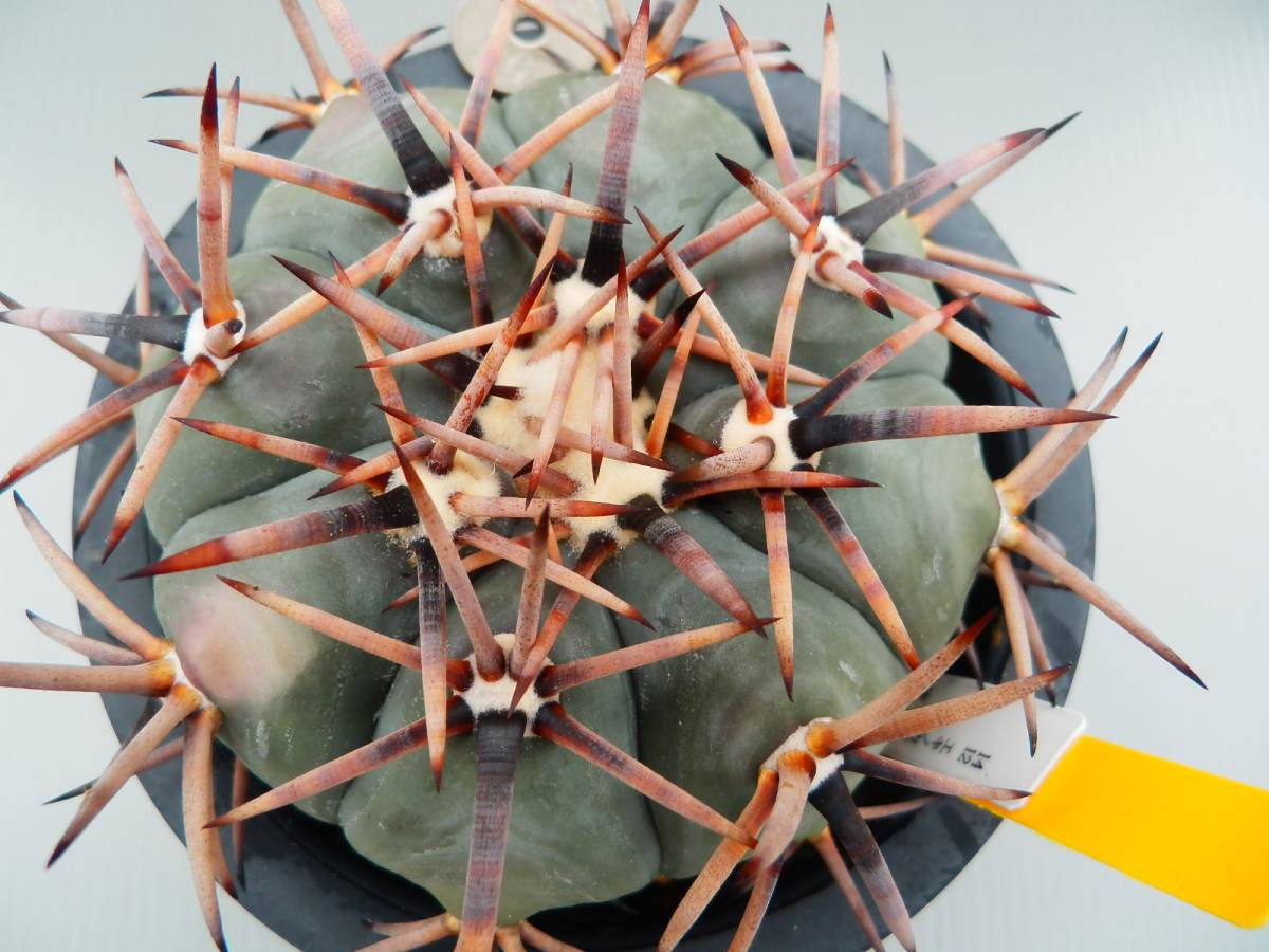 雷帝 実生 サボテン エキノカクタス 公式通販 Echinocactus 太平丸 ② 