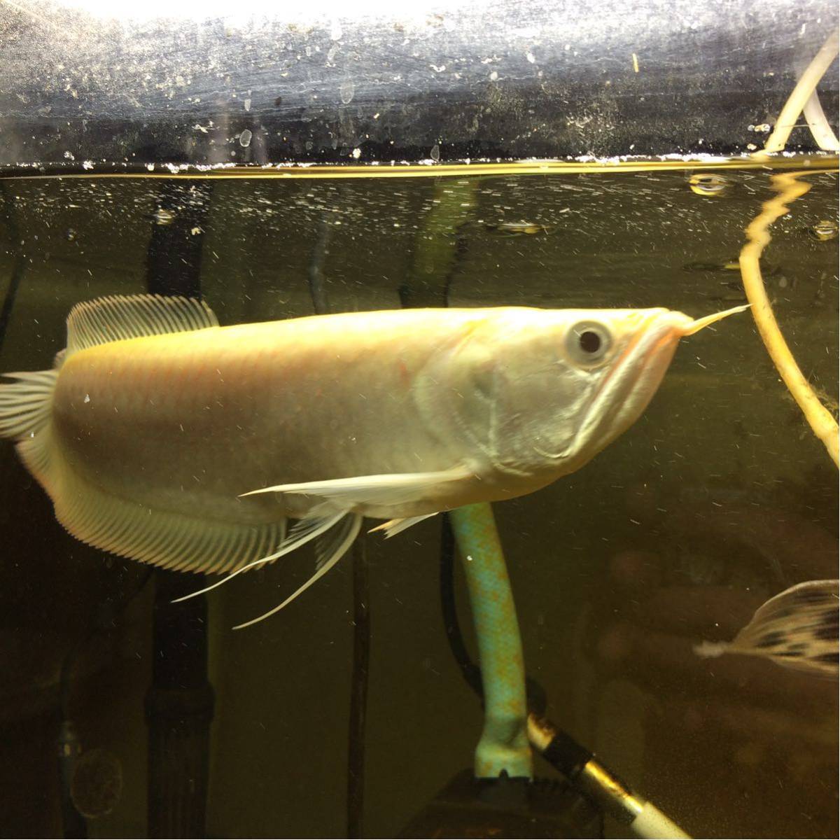 極美 アルビノシルバーアロワナ 【引き取り限定】