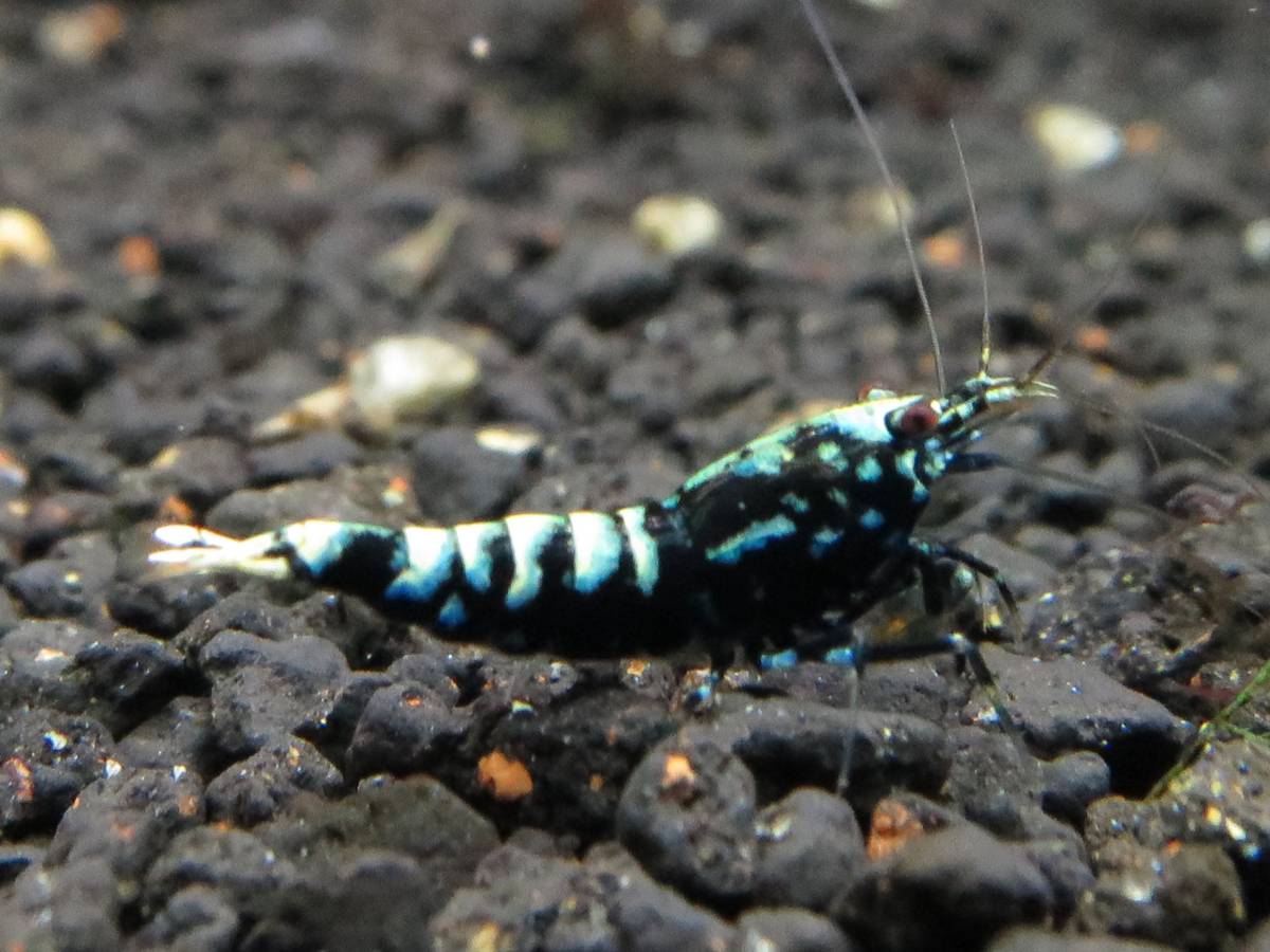 定番人気，HOT 2＜water-flap＞ Tear ティアーシュリンプ 美個体(ビーシュリンプ)｜売買されたオークション情報、yahooの商品情報をアーカイブ公開 - オークファン ビーシュリンプ