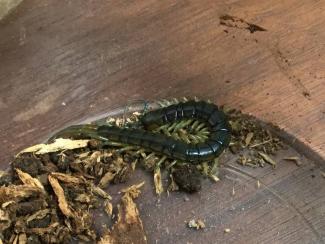 ヤンバル産（wild）緑色のムカデ、1匹での出品です…
