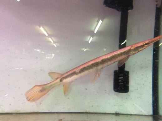 お得，安い ロングノーズ ガー &times; アリゲーター ガー 約40cm(淡水魚)｜売買されたオークション情報、yahooの商品情報をアーカイブ公開 - オークファン その他