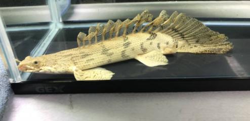 希少 ロングフィンショートエンドリーケリー_1