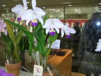 洋蘭原種カトレアC.tranae f.coerulea 'Dos PInhos' x self