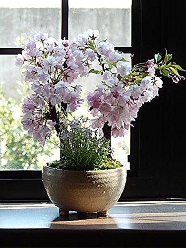アートです！盆栽風置物　八重桜・しだれ梅・菖蒲・柚子・葡萄・南天…他　　計11点 盆栽 桜盆栽 八重桜 盆栽風置物 八重桜・しだれ梅・菖蒲・柚子・葡萄