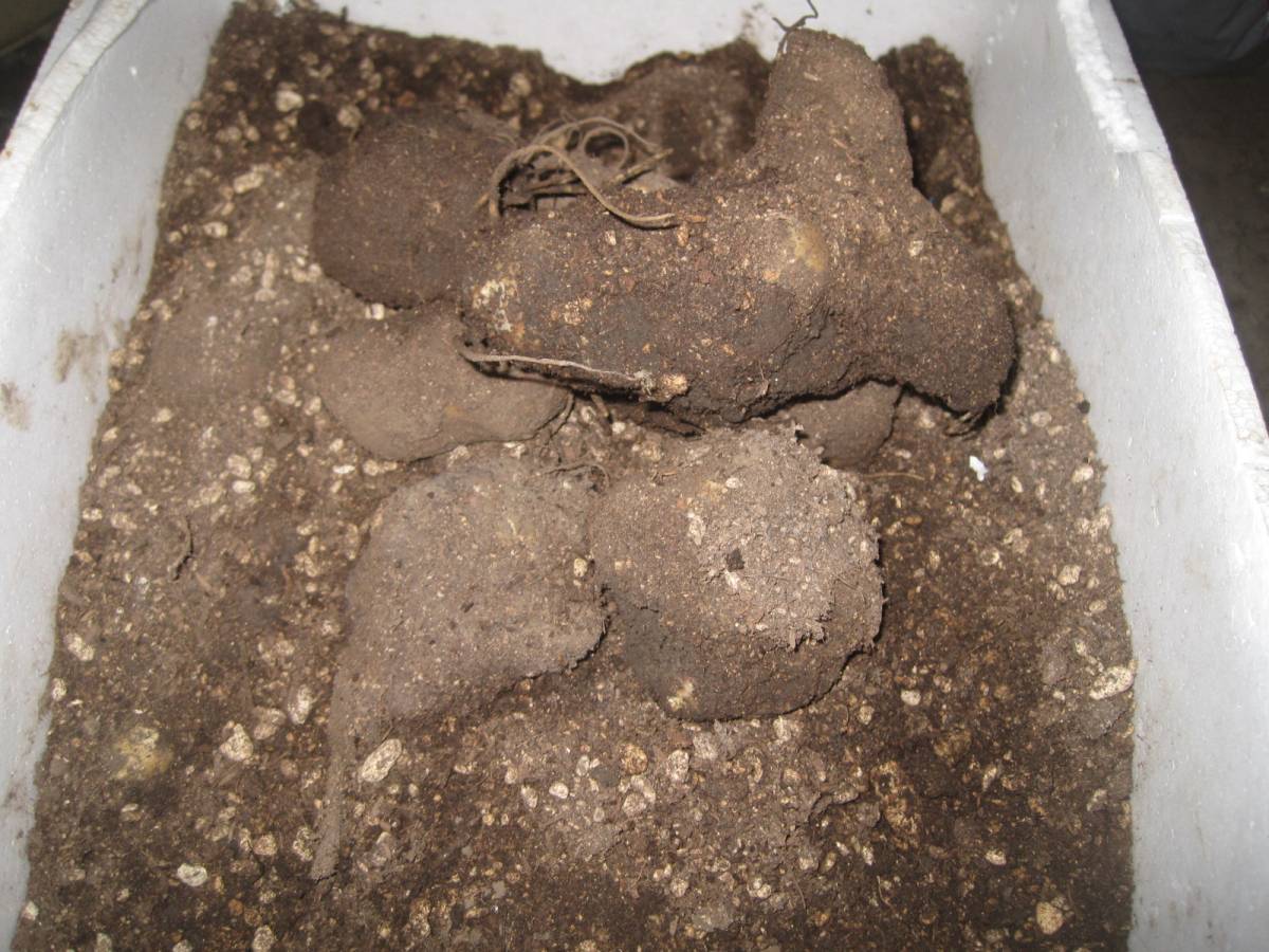 お待たせ致しました。キクイモ３キロ。天然ですから、血統値下がります。安心。安全です。。_1