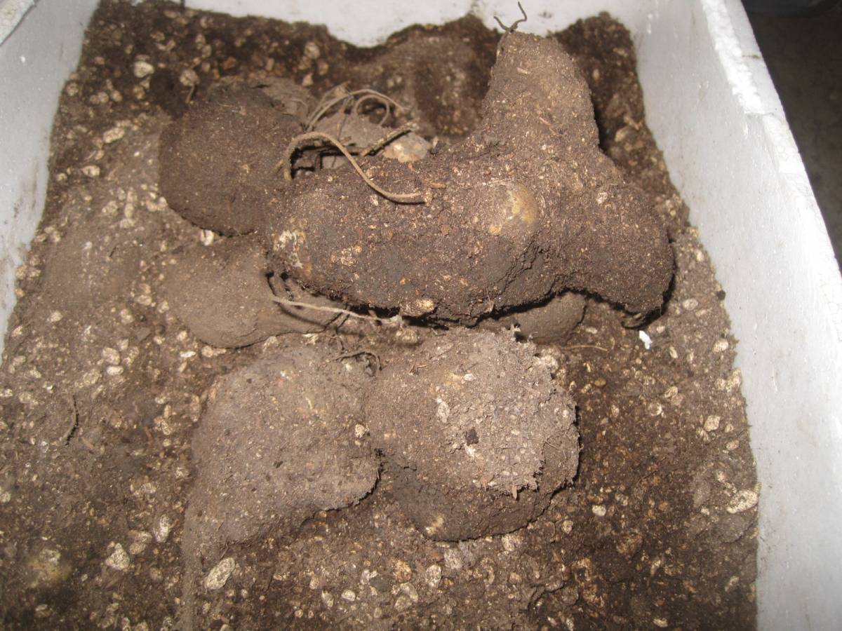 お待たせ致しました。キクイモ３キロ。天然ですから、血統値下がります。安心。安全です。。_2